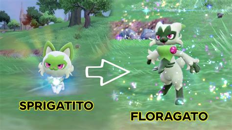 sprigatito evolution|Quali sono le evoluzioni di Sprigatito in Pokémon。